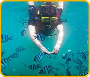 Image for グラスボトムで行くマングローブ＆シュノーケリング